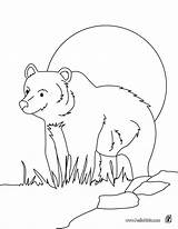 Bear Grizzly Coloring Pages Hellokids Print Color Online sketch template