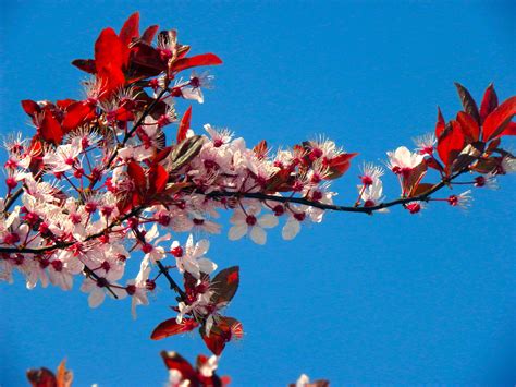image cerisier du japon cerjap cerisier japonais cerisier fleur