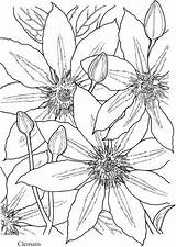 Coloring Pages Flower Clematis Flowers Book Dover Drawings Printable Publications Doverpublications Haven Creative Sample Drawing Patterns Adults Sheets Color Bloom sketch template