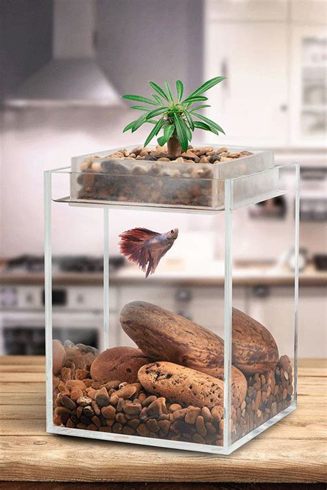 modern betta fish tank  mini bonsai homemydesign