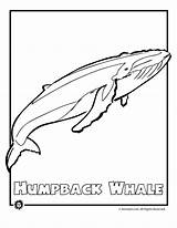 Humpback Whale Endangered Whales Baleine Colouring Rainforest Designlooter Mammals Woo Woojr Coloriages Dolphin sketch template