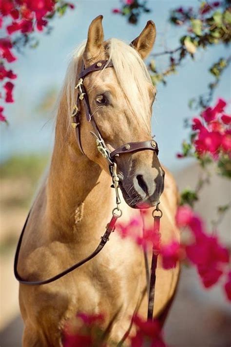 horse pink flowers caballos