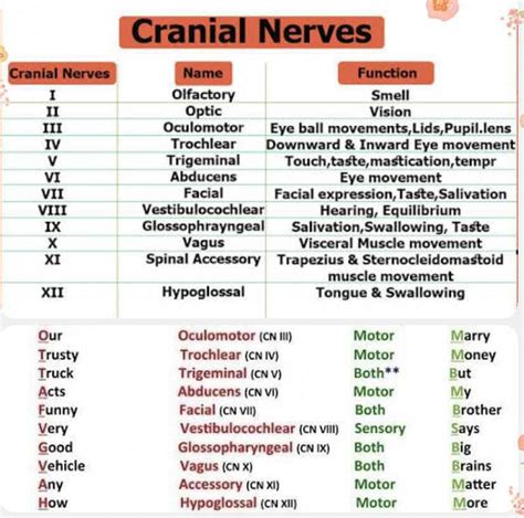 cranial nerves   functions edurev neet question