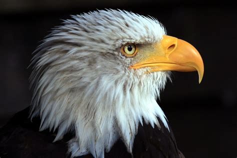 hakenschnabel foto bild tiere zoo wildpark falknerei voegel bilder auf fotocommunity