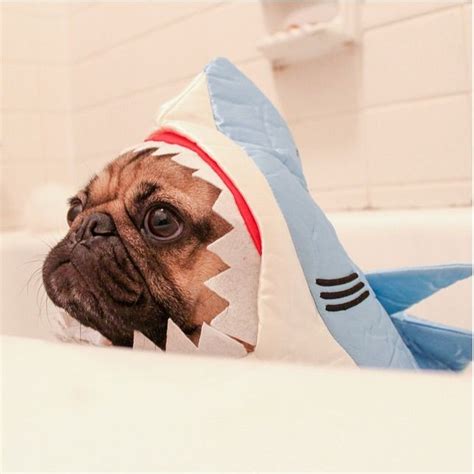 cute pug   shark costume cute pugs cutest animals  earth dog shark costume
