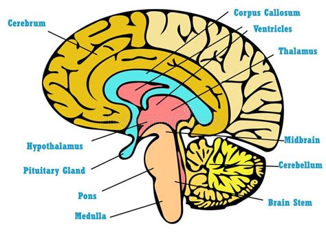 corpus callosum anatomy   brain wwwanatomynotecom corpus callosum brain anatomy