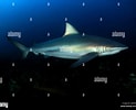 Afbeeldingsresultaten voor "carcharhinus Brachyurus". Grootte: 123 x 100. Bron: www.alamy.com