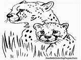 Cheetah Sketsa Mewarnai Hewan Kuda Harimau Rambut Jantan sketch template