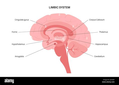 hippocampus gehirn anatomie ausgeschnittene stockfotos und bilder alamy