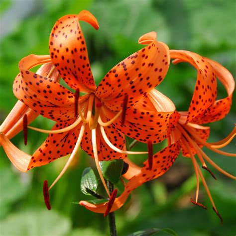 lily wild  tiger lily mix easy  grow bulbs