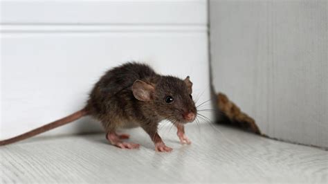 rid  rats  house home remedies cheapest selection save