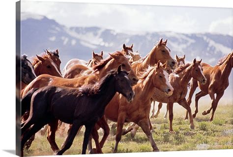 herd  horses running  fairplay colorado wall art canvas prints