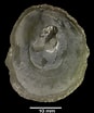 Afbeeldingsresultaten voor "pododesmus Squama". Grootte: 87 x 104. Bron: naturalhistory.museumwales.ac.uk