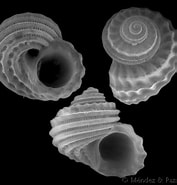 Afbeeldingsresultaten voor Parviturbo weberi. Grootte: 177 x 185. Bron: www.gastropods.com