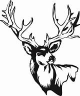 Deer Head Drawing Clipart Skull Drawings Mule Silhouette Clip Stag Tribal Skulls Line Easy Stencil Cliparts 20drawing 20skull Outline Wood sketch template