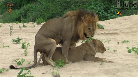 sex in the wild mating lions in the riverbed youtube