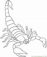 Coloring Scorpions sketch template