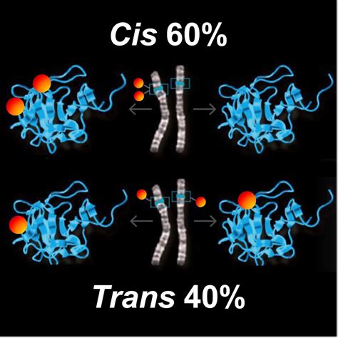 Duality In The Human Genome Max Planck Gesellschaft