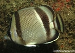Afbeeldingsresultaten voor "chaetodon Robustus". Grootte: 151 x 107. Bron: reeflifesurvey.com