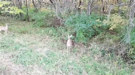 deer drone footage youtube