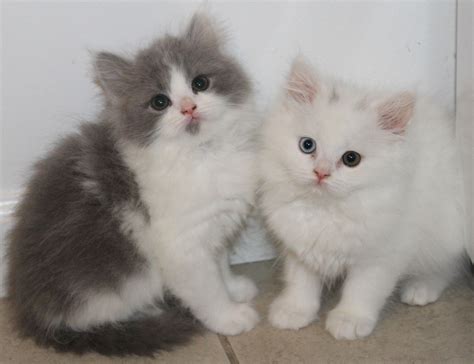 white persian teacup kitten kittens stroudsburg pennsylvania   sale adoption  united
