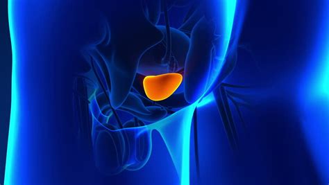 Testicles Stock Footage Video Shutterstock