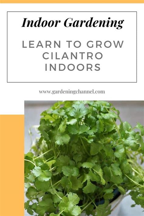 grow cilantro indoors gardening channel