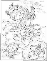 Tortues Tortue Marines Greluche Coloriages Coloring Gratuit Imprimé sketch template