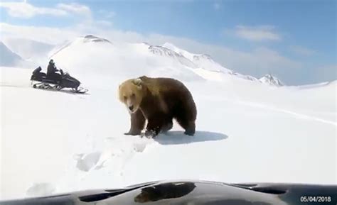 snowmobilers  unbearably close  beast  outrageous stalking  animal    hibernation