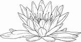 Coloring Lily Water Pages Flower Printable Blooming Drawing Color Supercoloring Pad Flowers Line Lilies Waterplanten Kleurplaten Pattern Bloemen Colouring Realistic sketch template