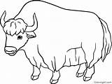 Yak Coloring Pages Clip Illustrations Vector Simple sketch template