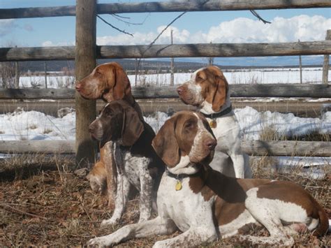 bracco italiano hunting dogs cerca trova canile