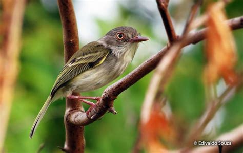pearly vented tody tyrant hemitriccus margaritaceiventer