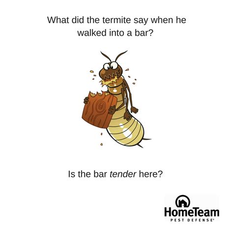 bugjoke termite season termites termite problem