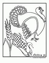 Turkey Corn Turkeys Harvest sketch template