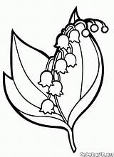 Lily Muguet Mughetto Lirio Lilia Colorear Kolorowanka Kwiat Dzwonek Colorkid Tulipani Doliny Coloriages Kolorowanki Maiglöckchen Wodna Valles Kwiaty Irys Campanula sketch template