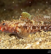 Image result for "gobius Luteus". Size: 176 x 185. Source: www.alamy.com