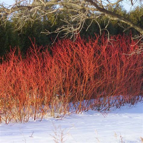 red twig dogwood shrubs  sale brighterbloomscom
