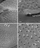 Afbeeldingsresultaten voor "ostreopsis Lenticularis". Grootte: 154 x 185. Bron: www.researchgate.net
