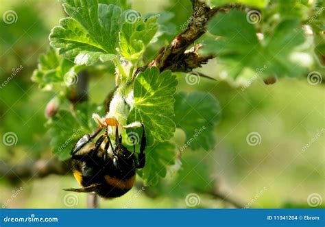 bestuiving stock foto image  nectar moeilijk bestuiving