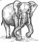 Elephant Elefante Savana Colorir Imprimir Elefantes Desenhosparacolorir Marcadores Tudodesenhos Designlooter Fillers Scribble sketch template