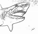 Shark Megalodon Sharks sketch template
