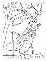 Grasshopper Coloring Pages Ant Kids Story Drawing Outline Clipart Getdrawings Library Wings Clip sketch template