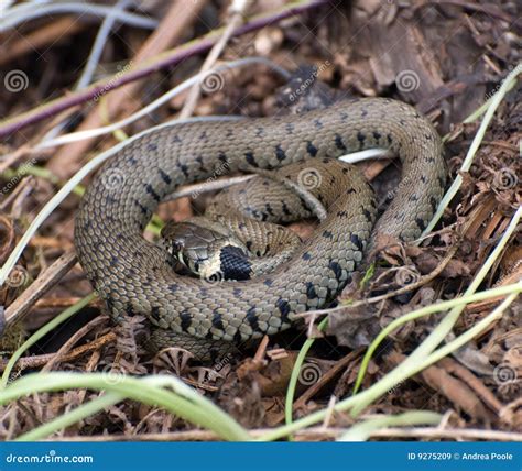 common adder royalty  stock images image