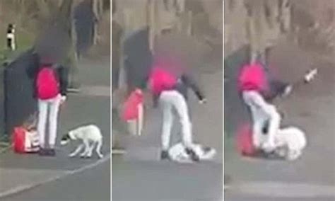 video shows sheffield woman beating  kicking  dog   street daily mail