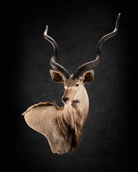 kudu wall pedestal  shoulder splitting image taxidermy