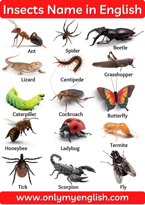 insects  list  insect names  english  pictures insects