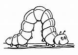 Raupe Rups Malvorlage Chenille Oruga Coloriage Worm Caterpillar Tekening Ausmalbild Ausmalbilder Afbeelding Ulat Coloriages Insectes Inchworm Ausdrucken Dieren sketch template