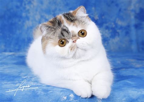 feline purr fection    cat   breed  science