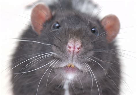 rare disease teenager infected  rat bite fever  pet rodent